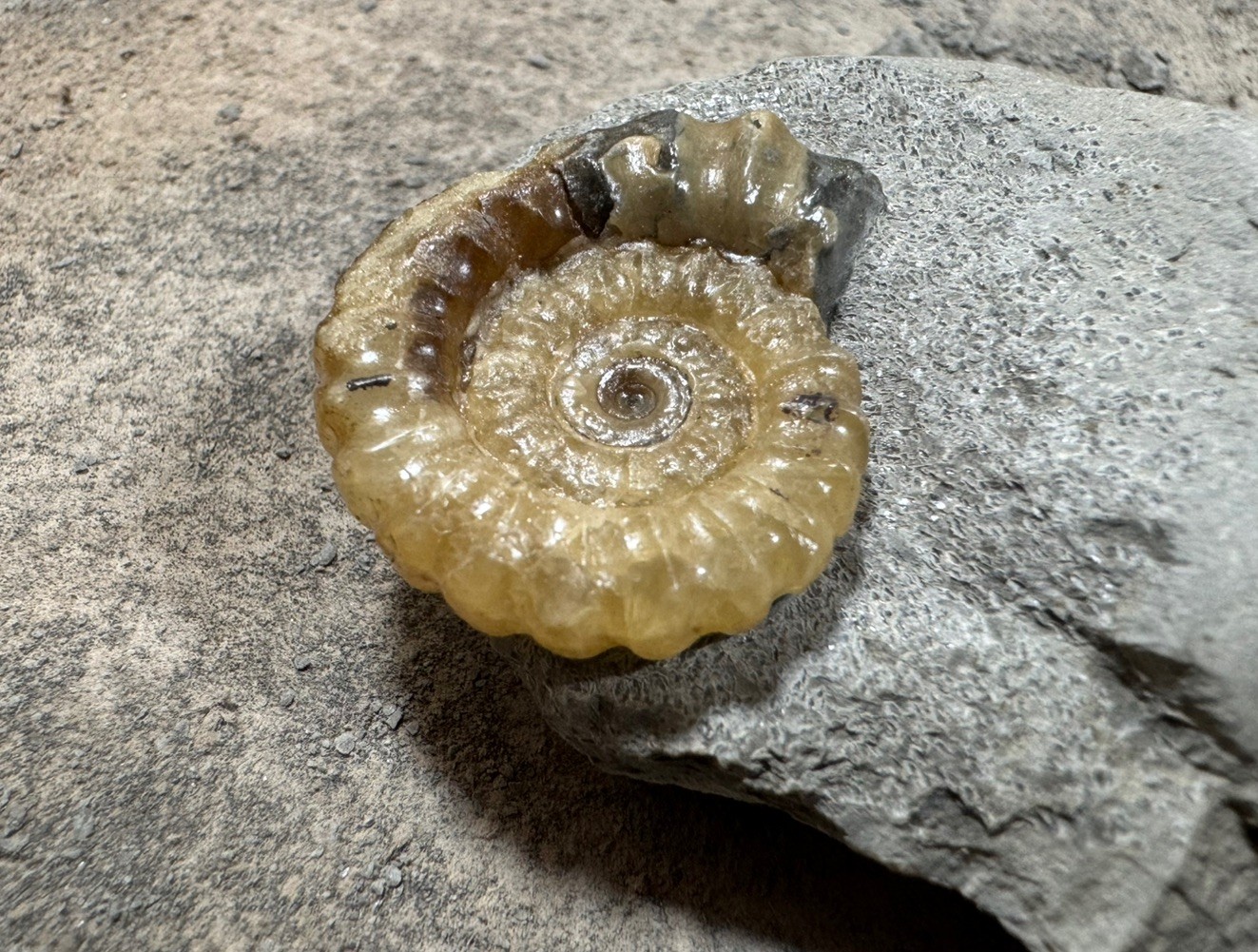 Calcite Ammonite (Promicroceras SP.) Jurassic 