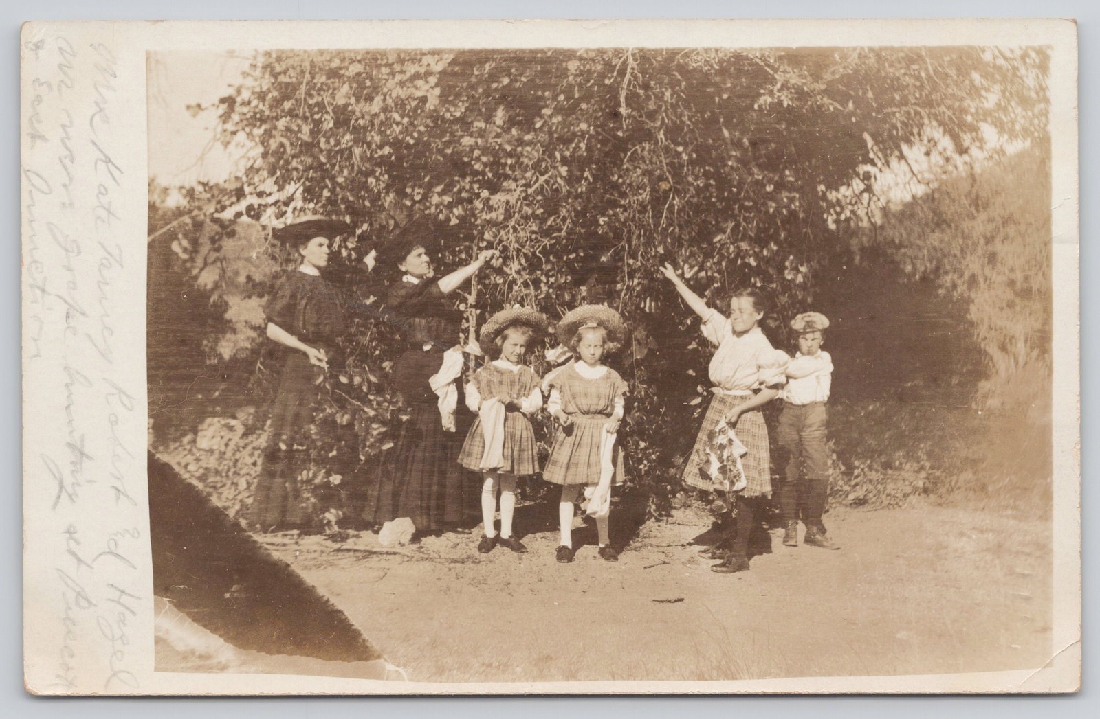 RPPC 1908 Prescott Arizona Territory Grape Picking Named Family Postcard