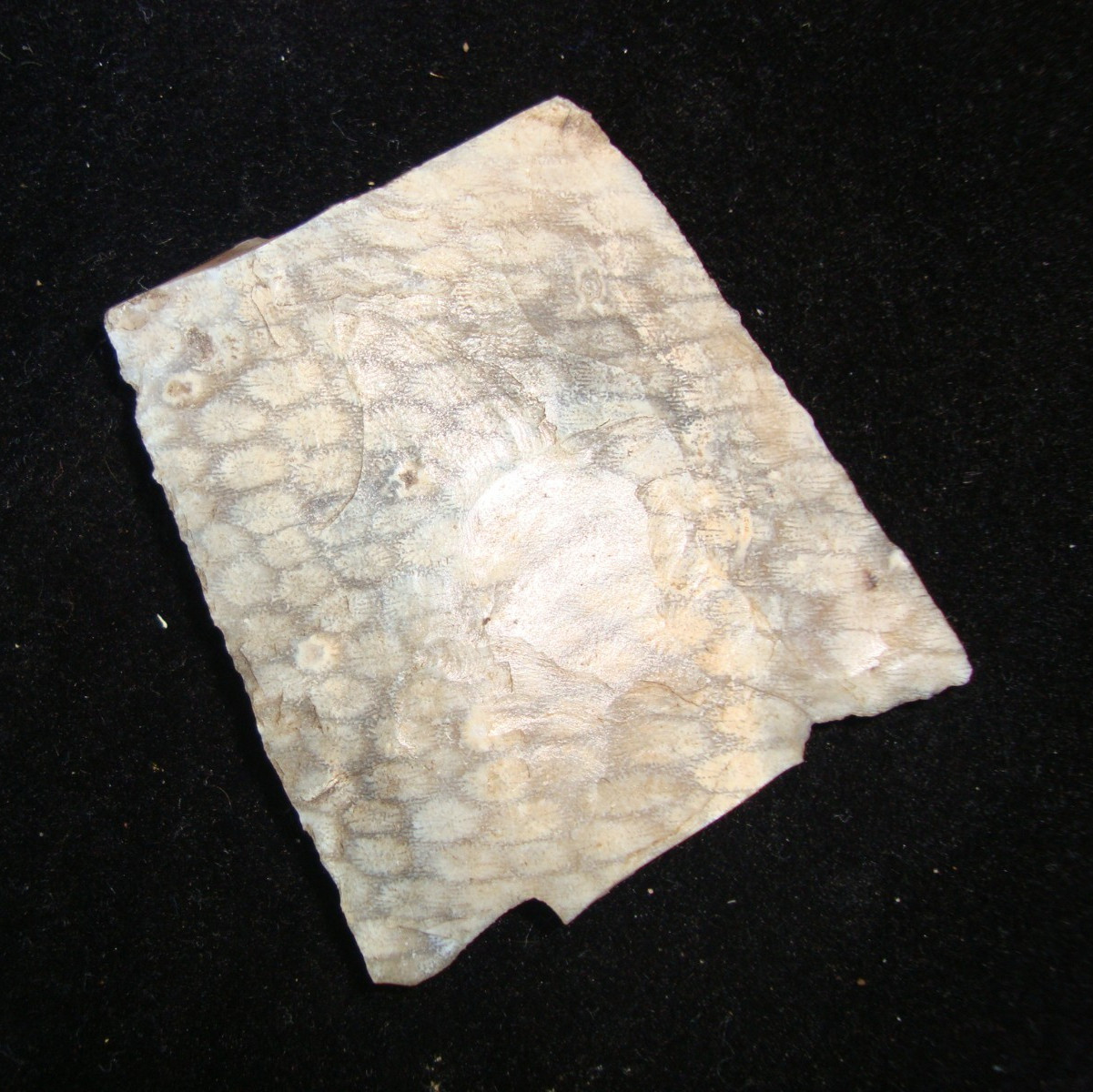 Super Rare RATTLESNAKE HONEYCOMB CORAL NEWNAN Deep South Arrowhead ~82~