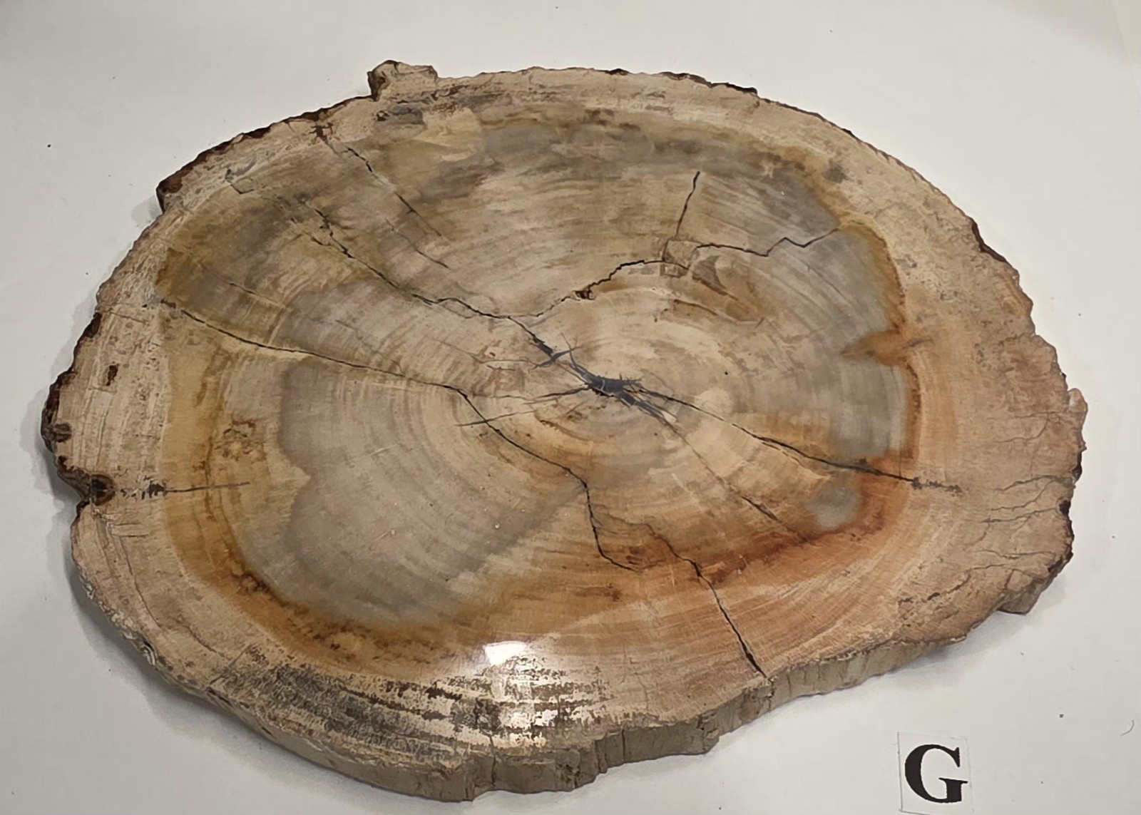 Full Bark Petrified Wood Slab Polished Both Sides #G