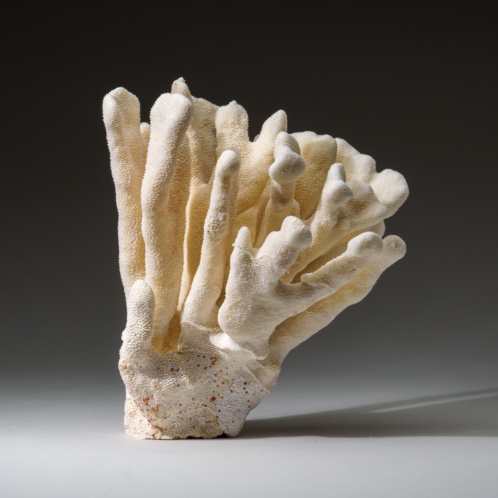 Genuine White Cat's Paw Coral (4 lbs)