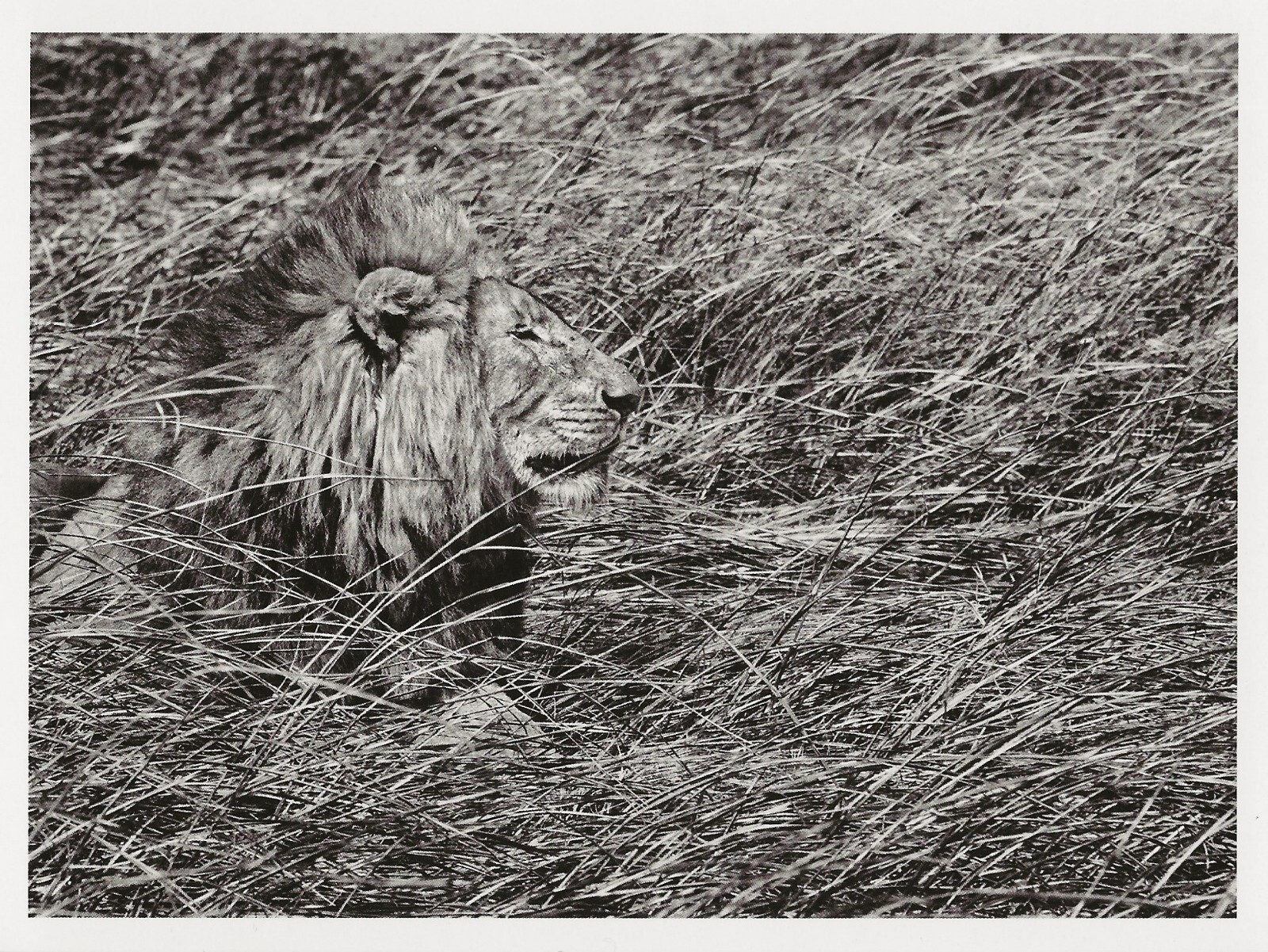 Postcard Sebastiao Salgado Zambia Kafue National Park 2010 Lion MINT Oversize