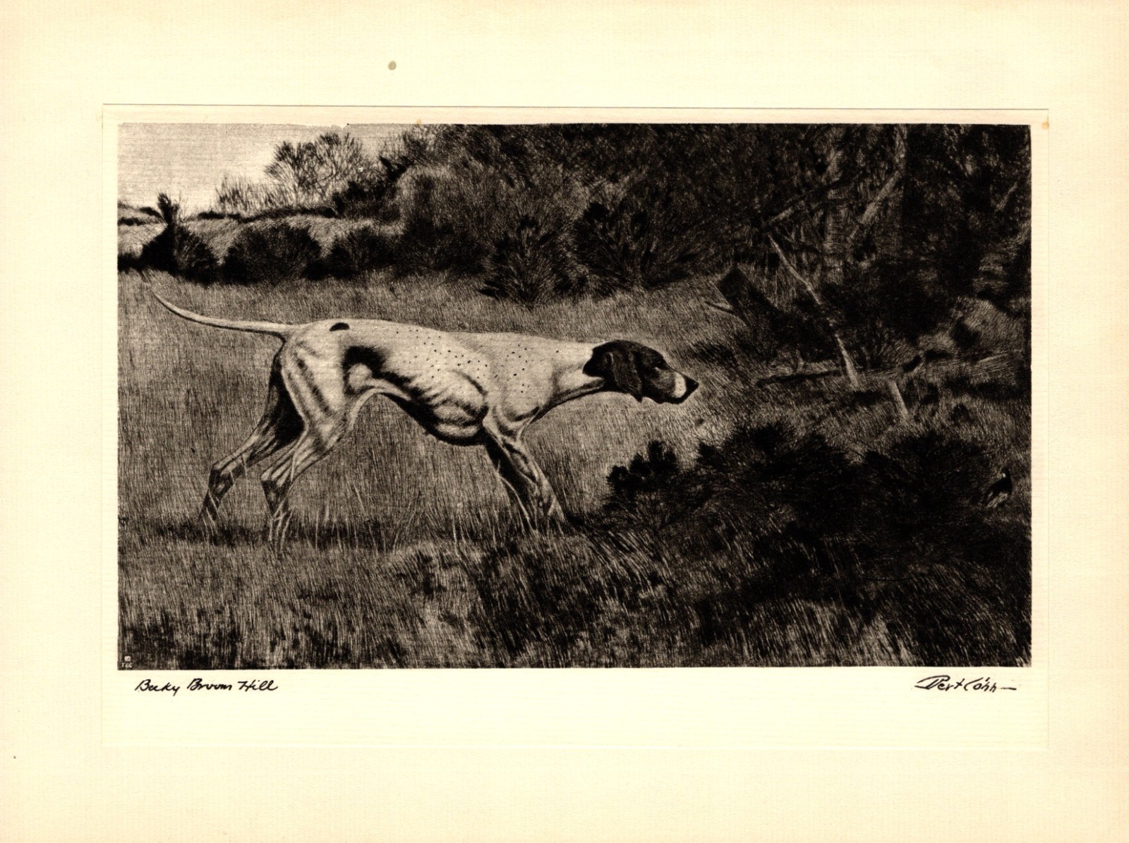 1930s Antique Pointer Print Bert Cobb Pointer Hunting Dog Wall Art Decor 7102p
