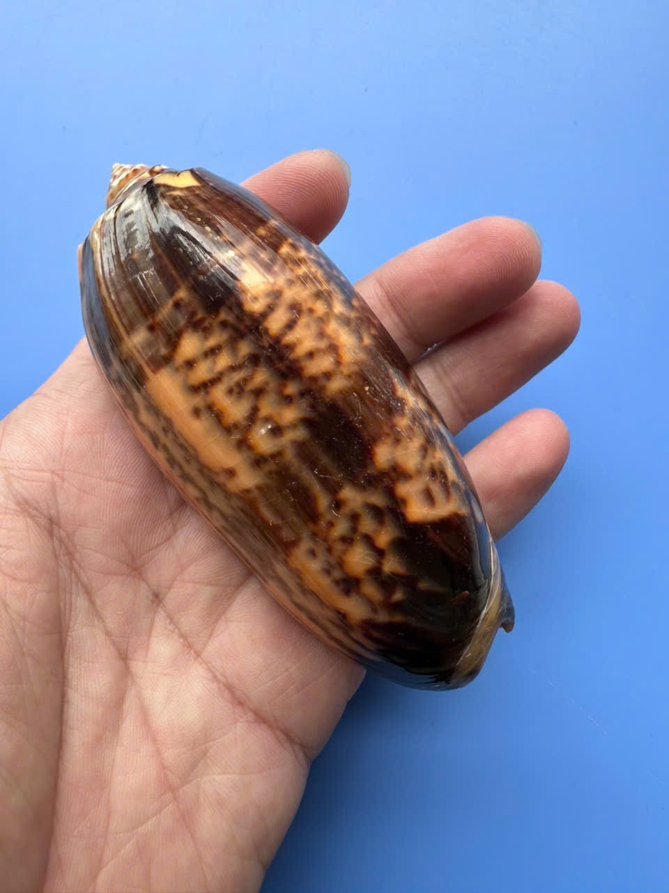 101.8mm | Oliva Miniacea| GIANT size | F+++  | BANDED | Nice Shell