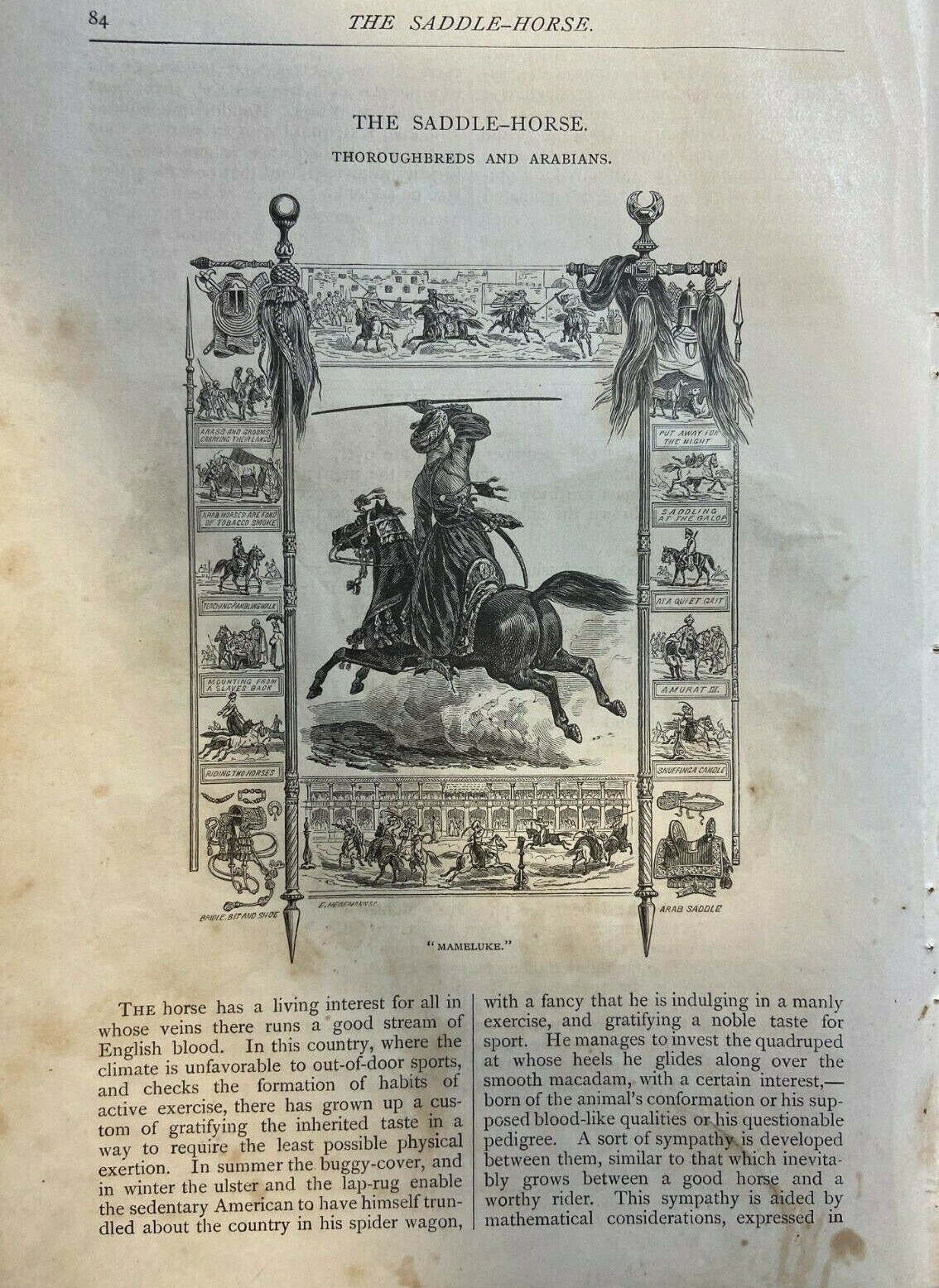 1877 Saddle Horses Thoroughbreds and Arabians illustrated