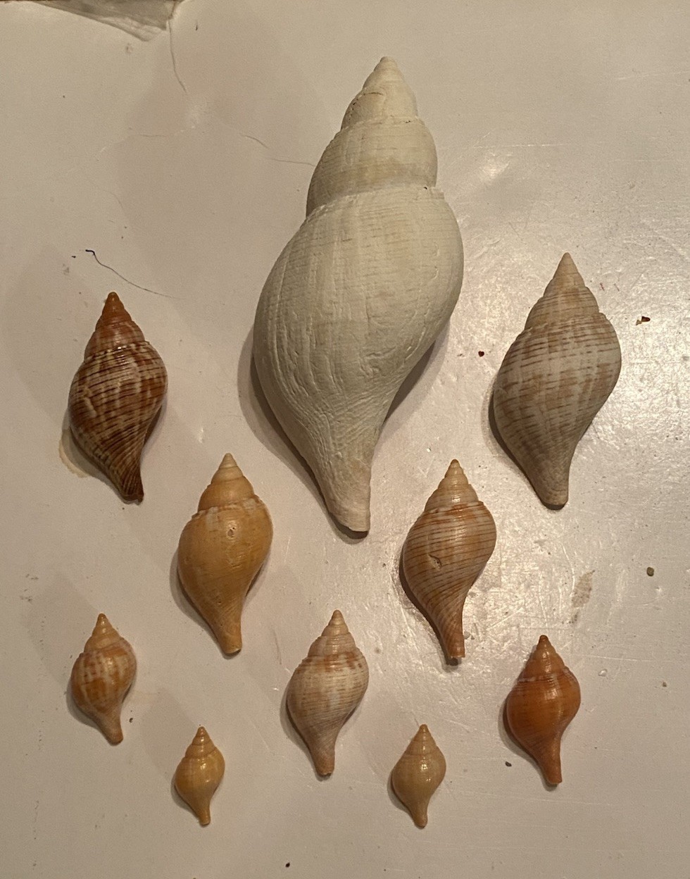 10 Beautiful True Tulip Shells From SW Florida W/ 4.6-Inch Fossilized Shell