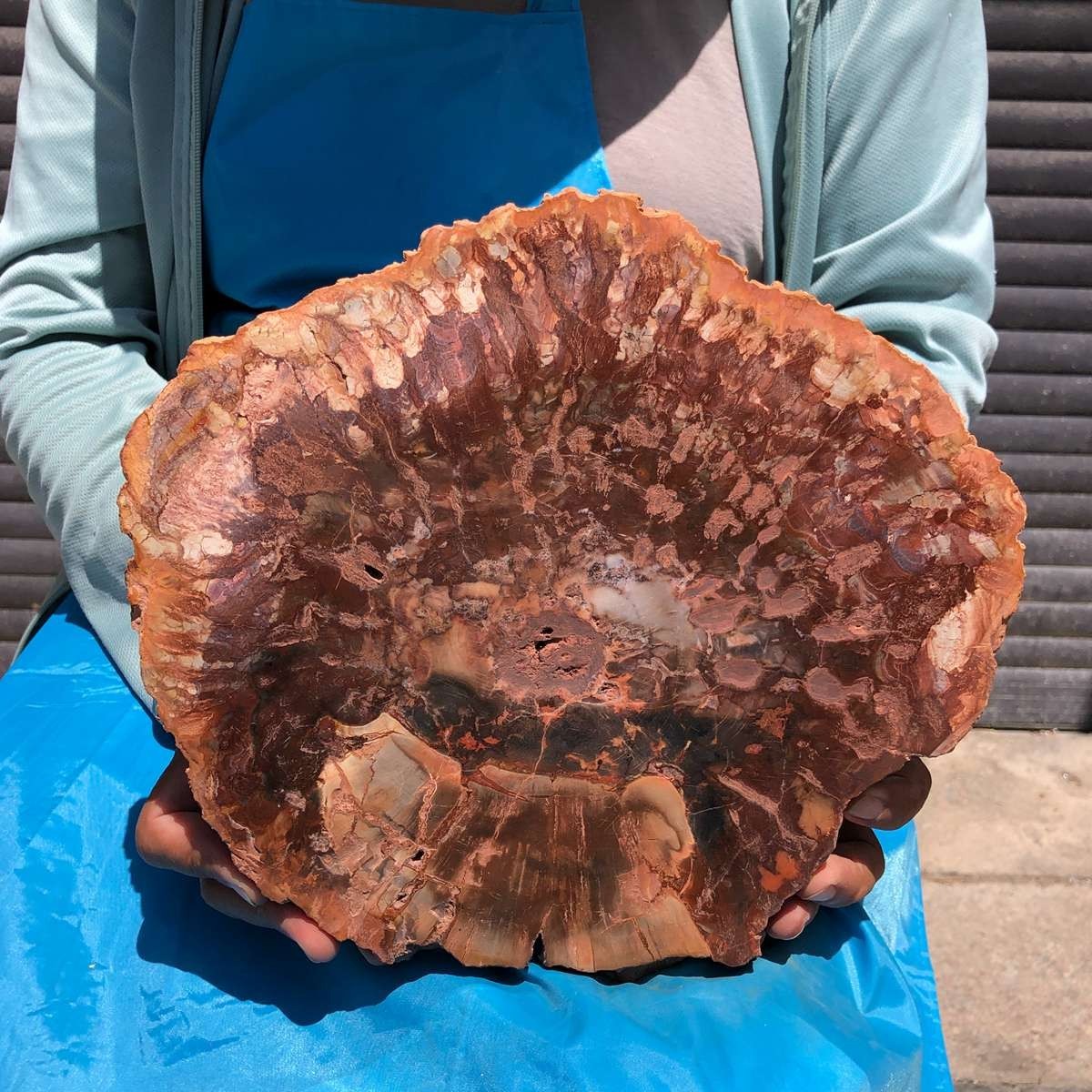 4.92LB Natural Petrified Wood Crystal Fossil Slice Crystal Specimen Healing 6406