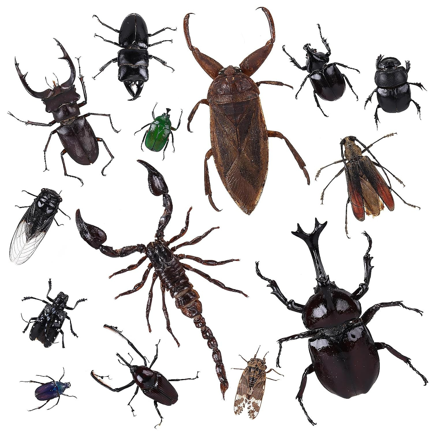 14Pcs Real Insect Specimens, Assorted Preserved Taxidermy Bugs