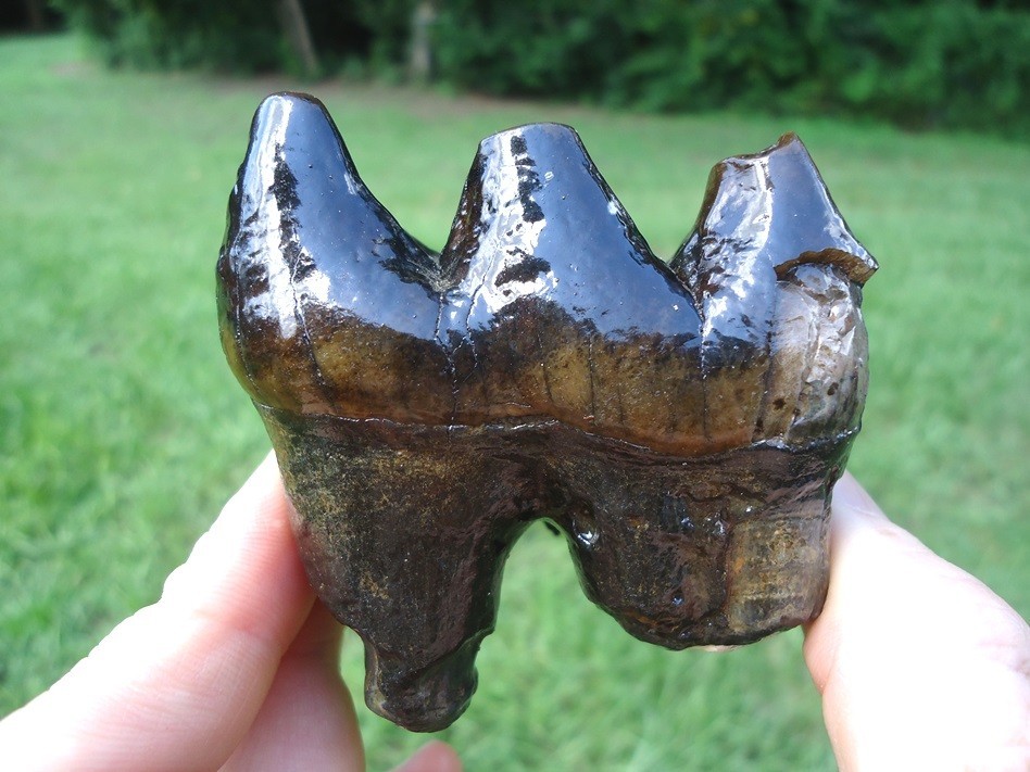 BEAUTIFUL EXTINCT MEGAFAUNA MAMMAL TOOTH FLORIDA FOSSILS ICE AGE JAW BONES FL @