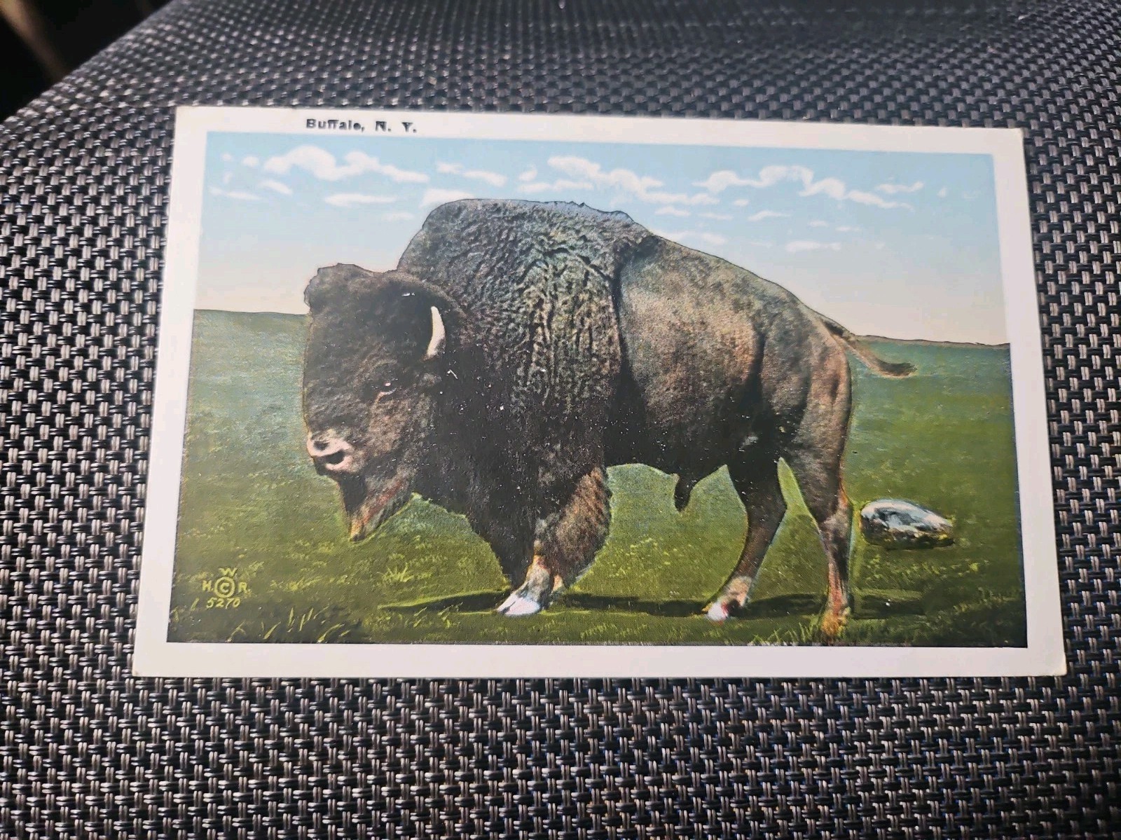 Buffalo NY New York Bison Vintage White Border 1937 Postcard 2995