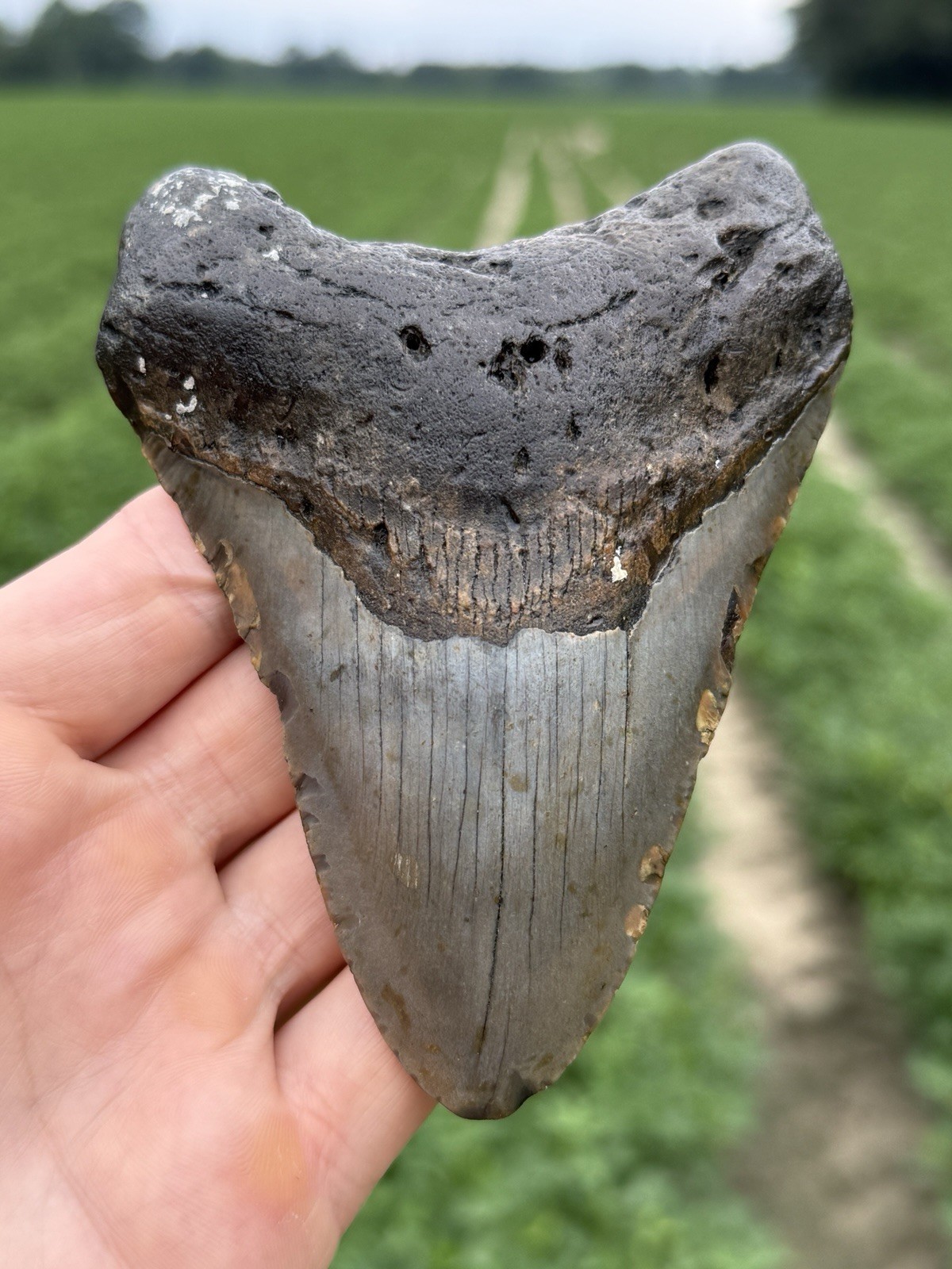 Nice Large Real NC Offshore Megalodon Shark Tooth Fossil 