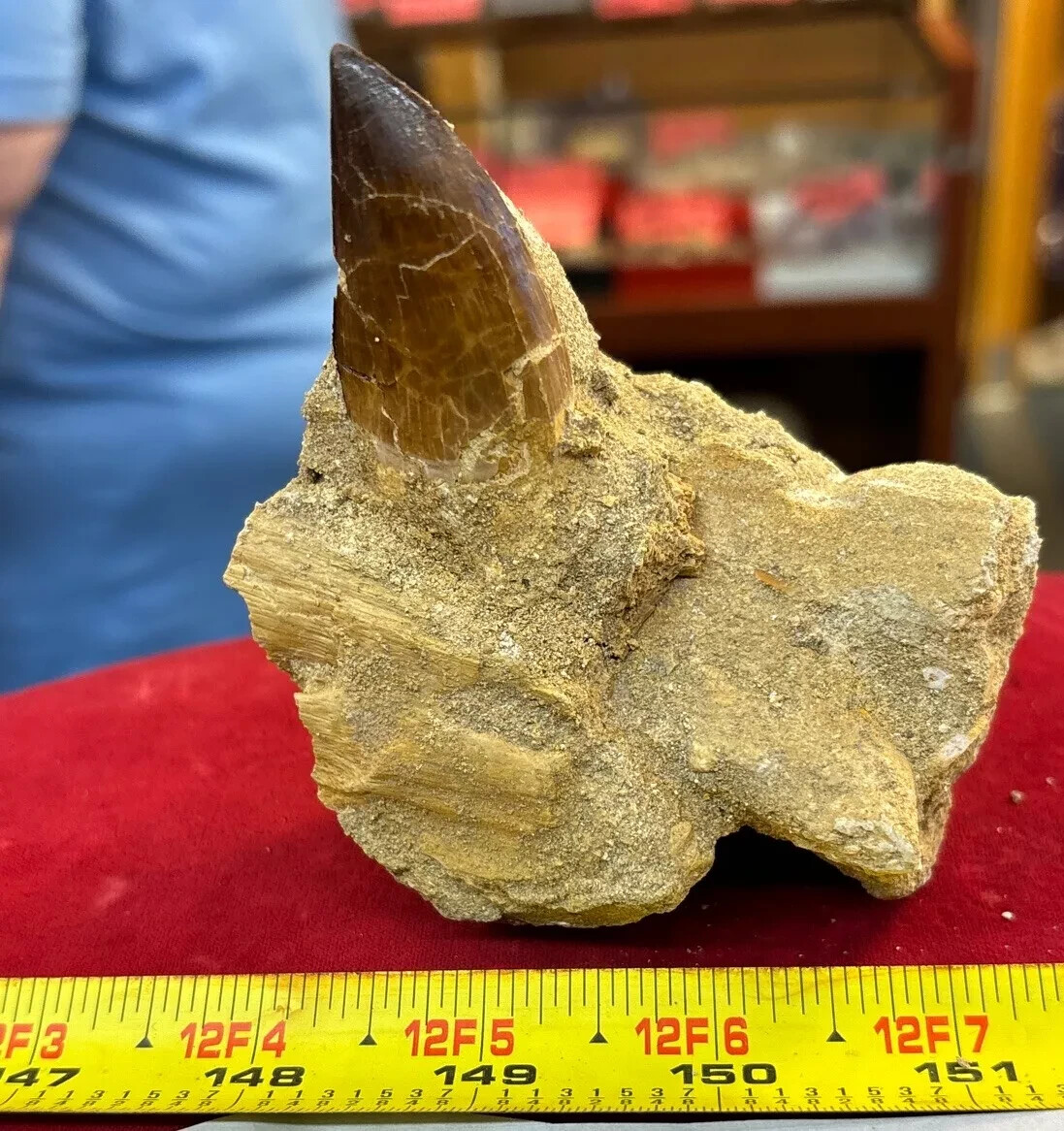 245g Mosasaurus Tooth in Matrix Excellent Condition - Utah, US