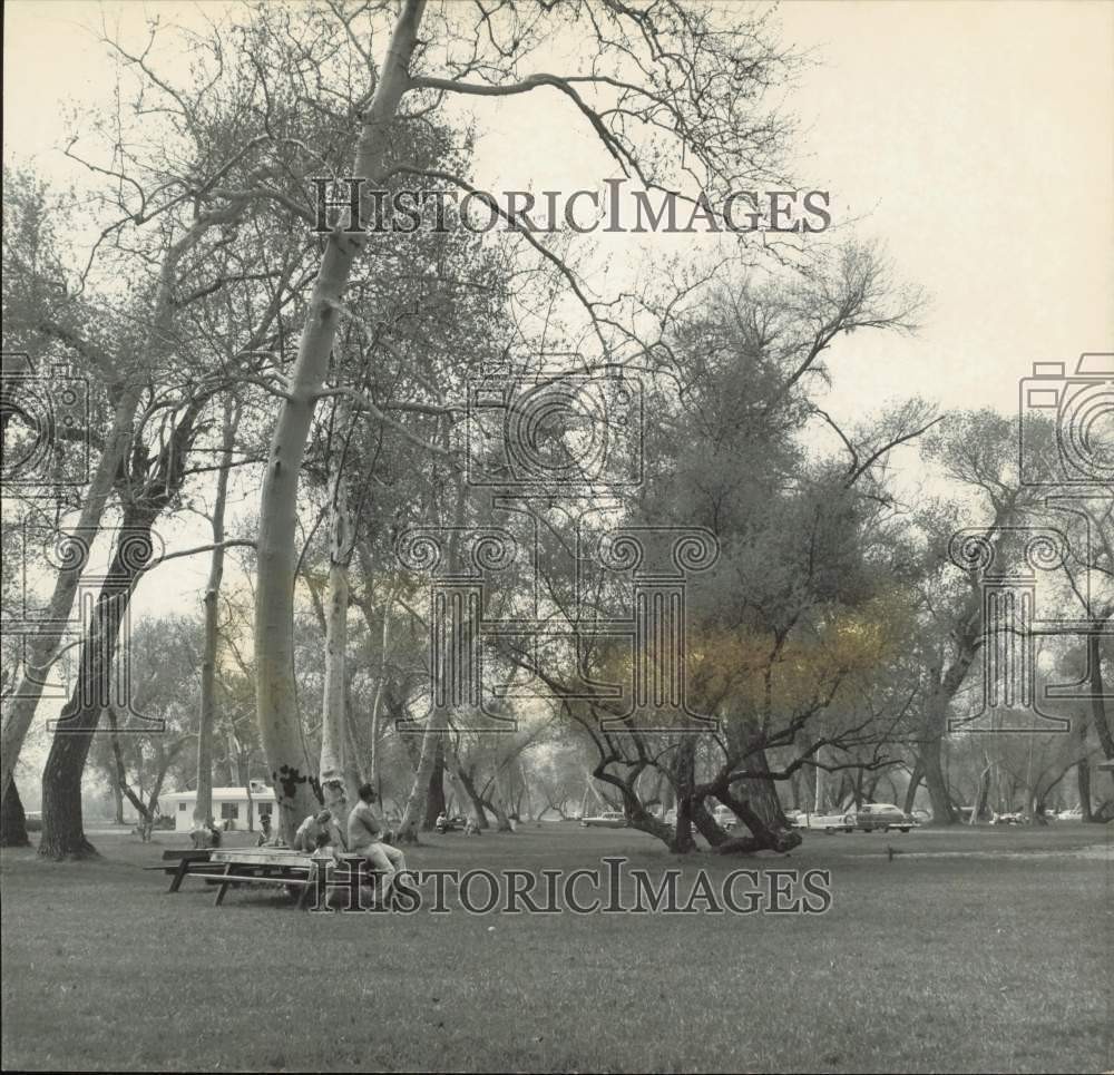 1962 Press Photo Full grown trees in the new Bartlett Park in Tulare County