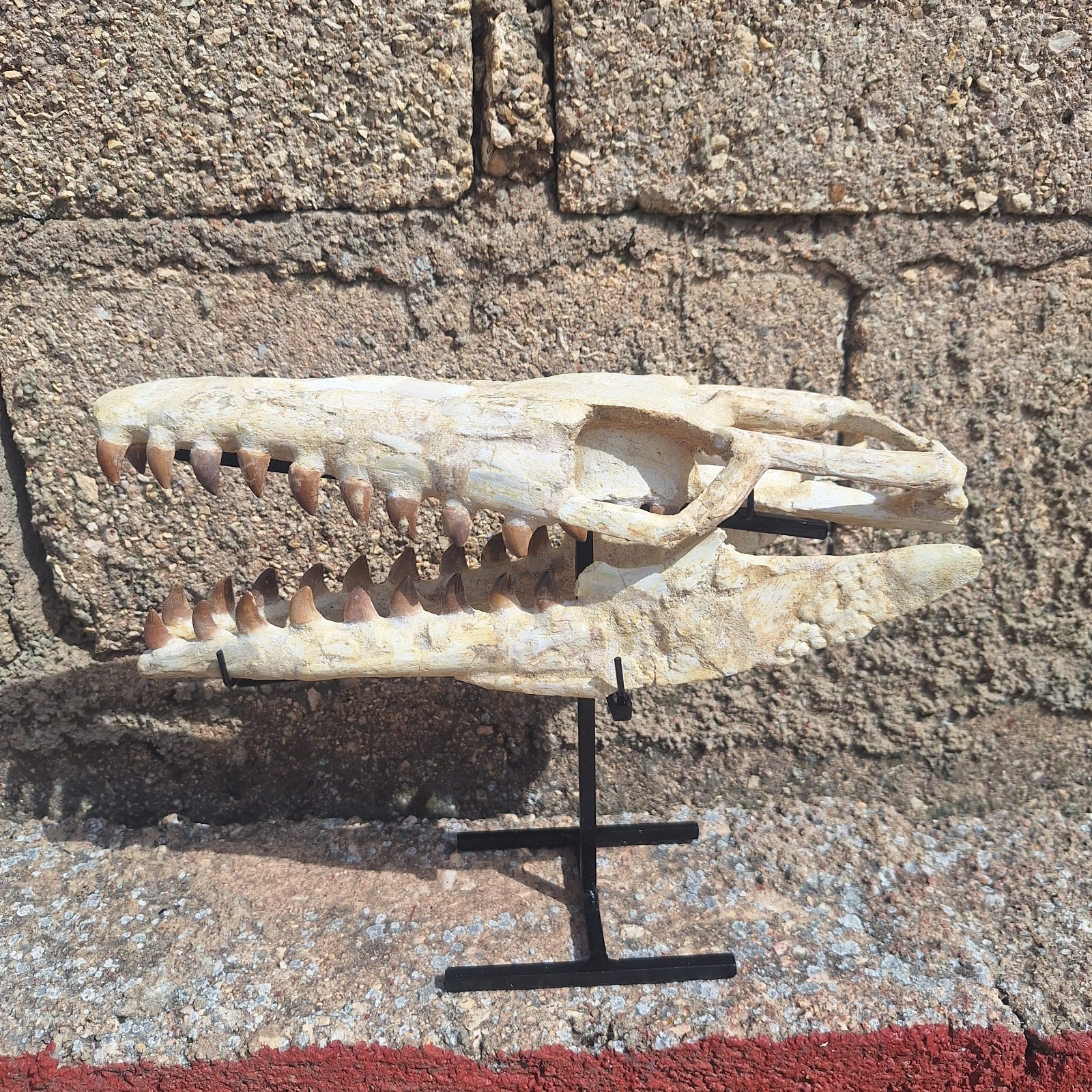 Composite Juvenile Mosasaur Skull Fossil 32 cm Rare Cretaceous Marine Reptile