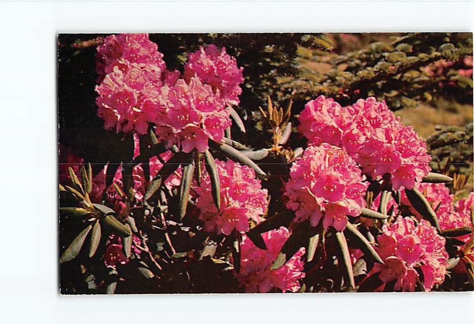 Purple Rhododendron in Full Bloom H-45759