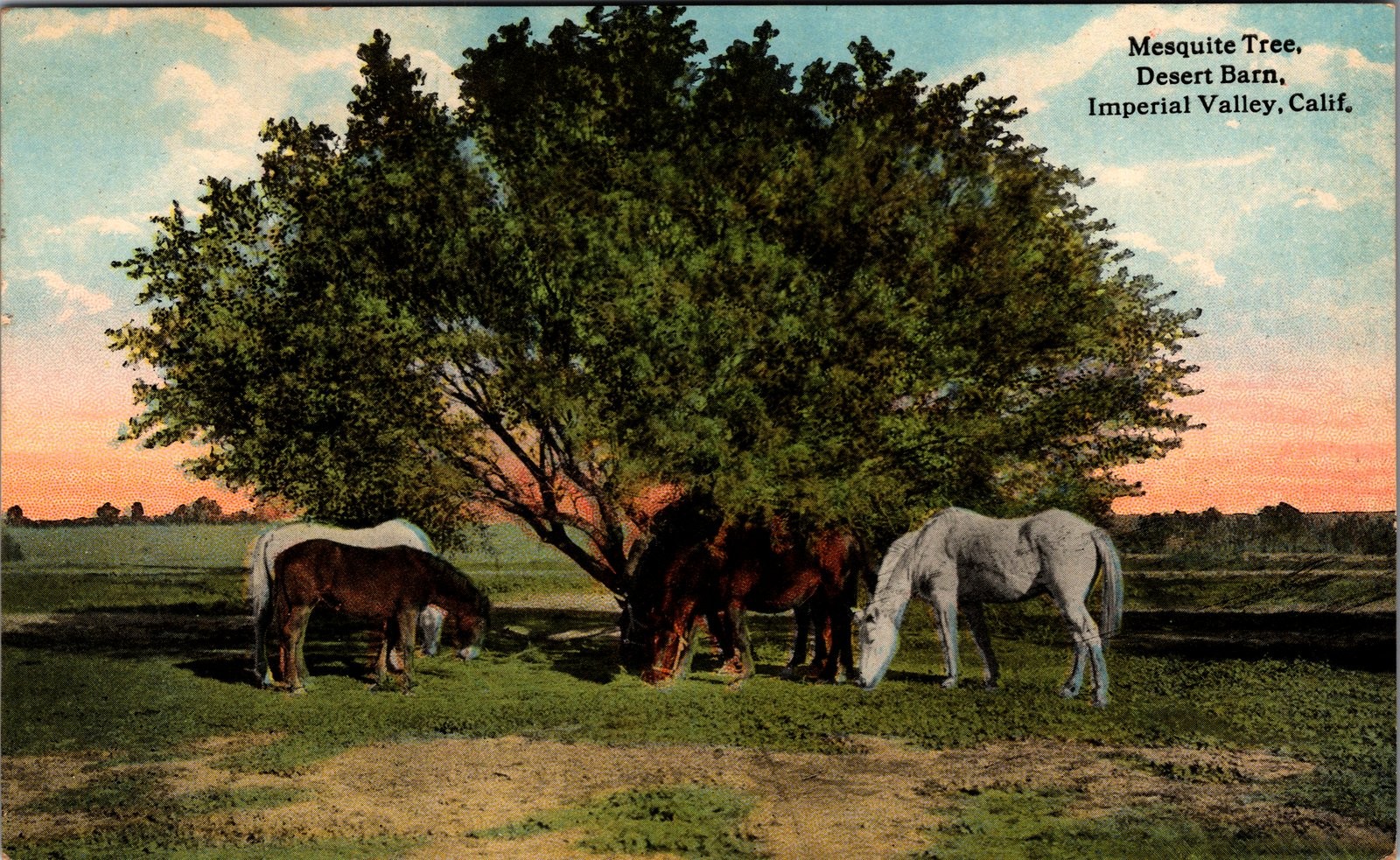 1910s Imperial Valley CA Horses Mesquite Tree Desert Barn Postcard