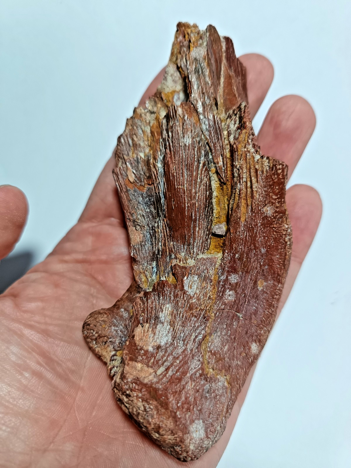Magnificent Rare Cretaceous Coelocanth Fossil Fish Jaw Section Kem Kem MV44
