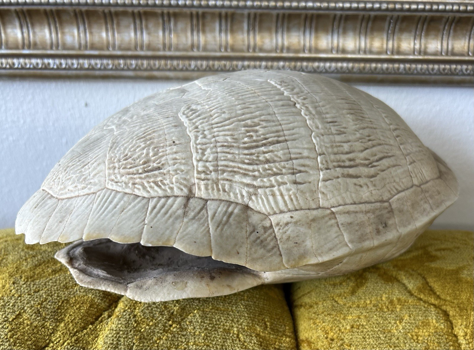 🔥Rare 20th Century Albino Turtle Shell Taxidermy🔥