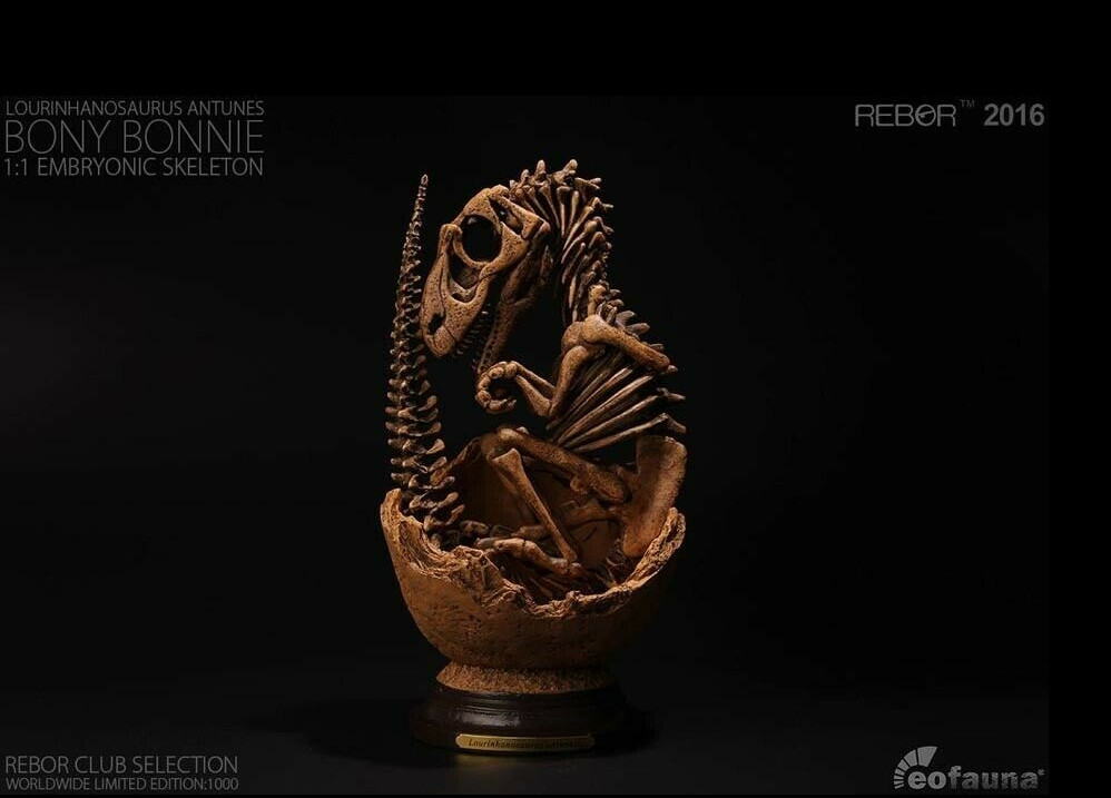 REBOR BONY BONNIE Allosaurus Embryonic Skeleton Limited Dinosaur Model New