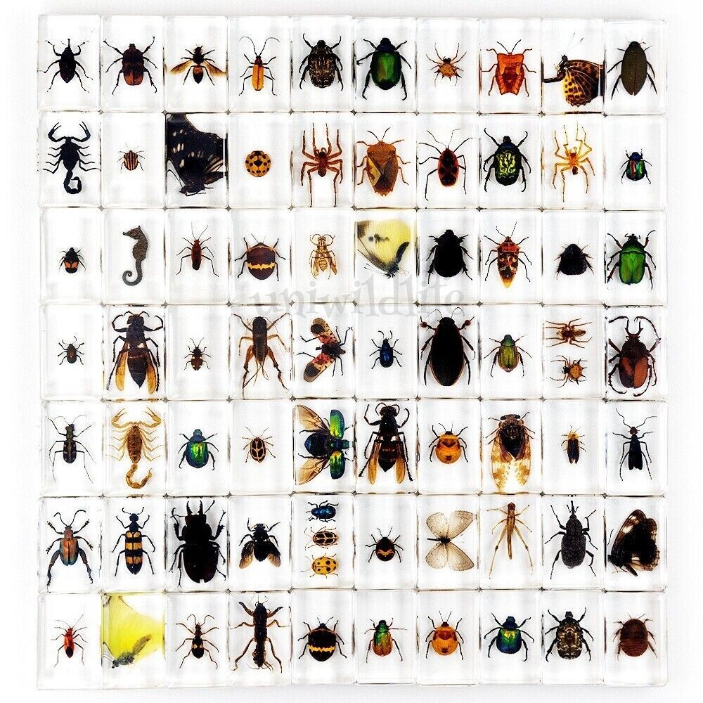 50 Pcs Insect in Resin Specimen For Educational Bugs Collection Real Insect Gift
