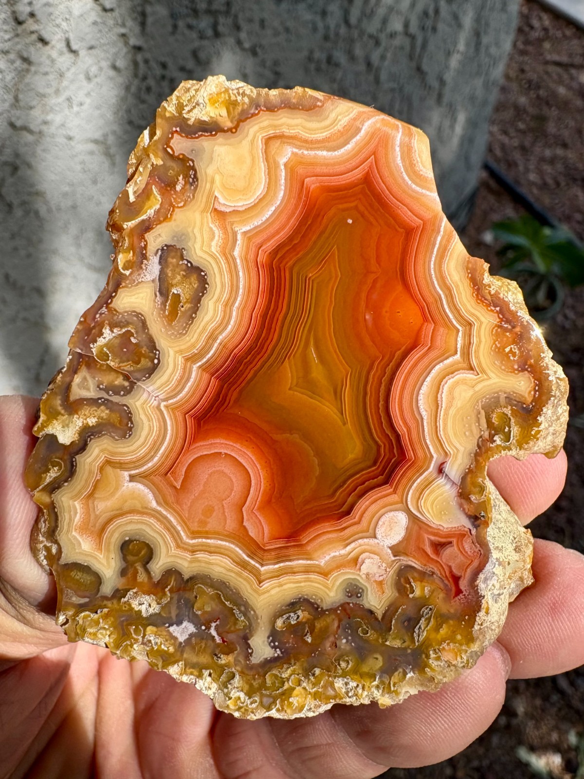 Beautiful Mirror Polished Laguna Agate from Chihuahua, Mexico (See Description)