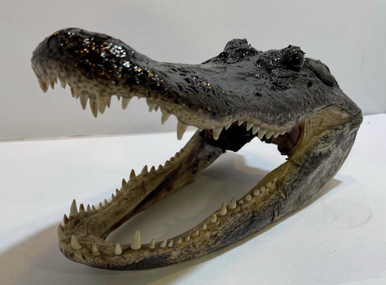 Genuine American Alligator Head 13-14” From 8’ Wild Louisiana Gator