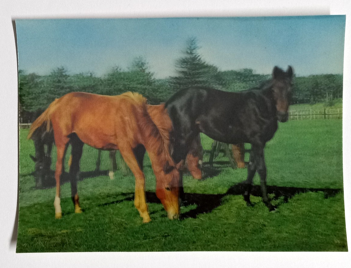 Thoroughbred Horses Grazing Lenticular Postcard 3D Toppan Printing Card