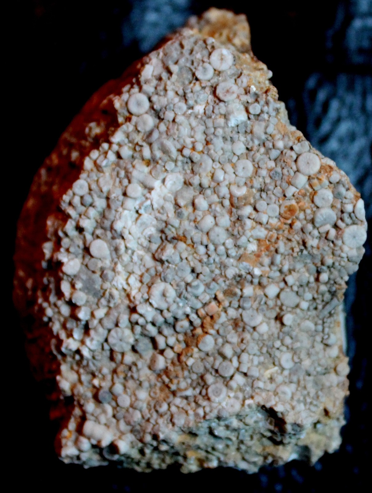 Dadocrinus - Early Triassic, Lower Muschelkalk fossil crinoid