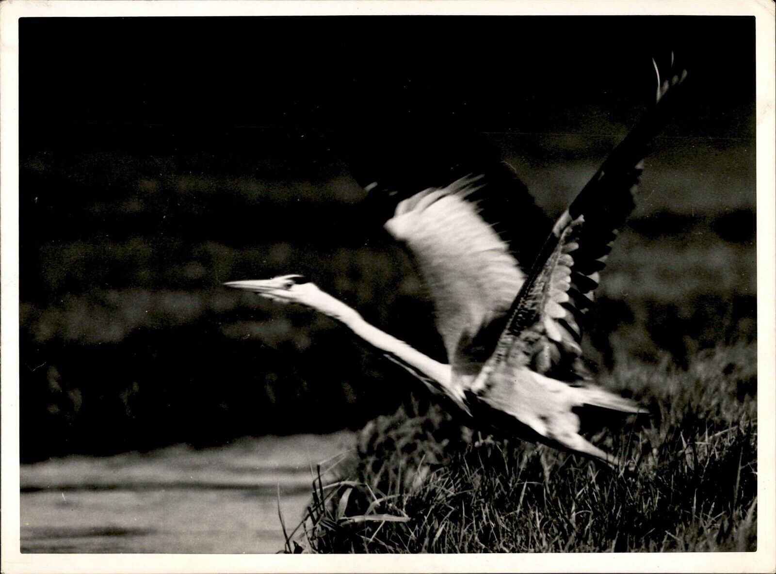 GA112 Original Underwood Photo FLYING HERON Bird Wings Feathers Animal Nature