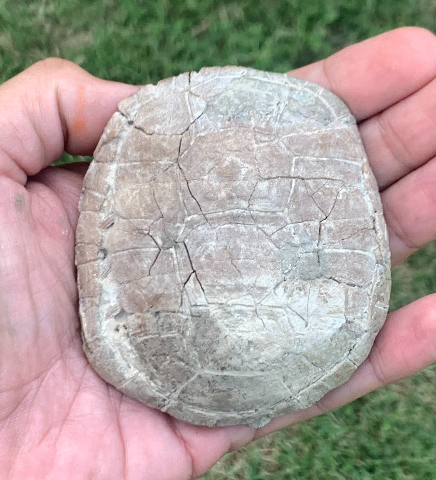 Sweet little stylemys fossils tortoise from the brule formation