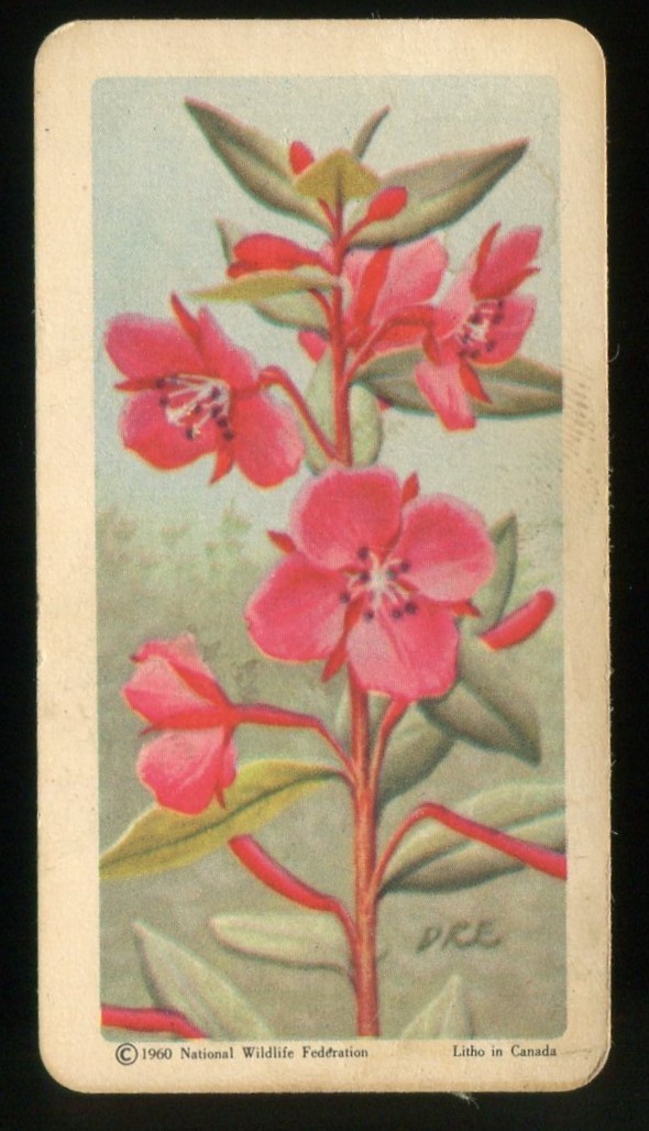 1961 Brooke Bond Red Rose Tea - CU3 Wild Flowers of N. America #34 Willow-Herb