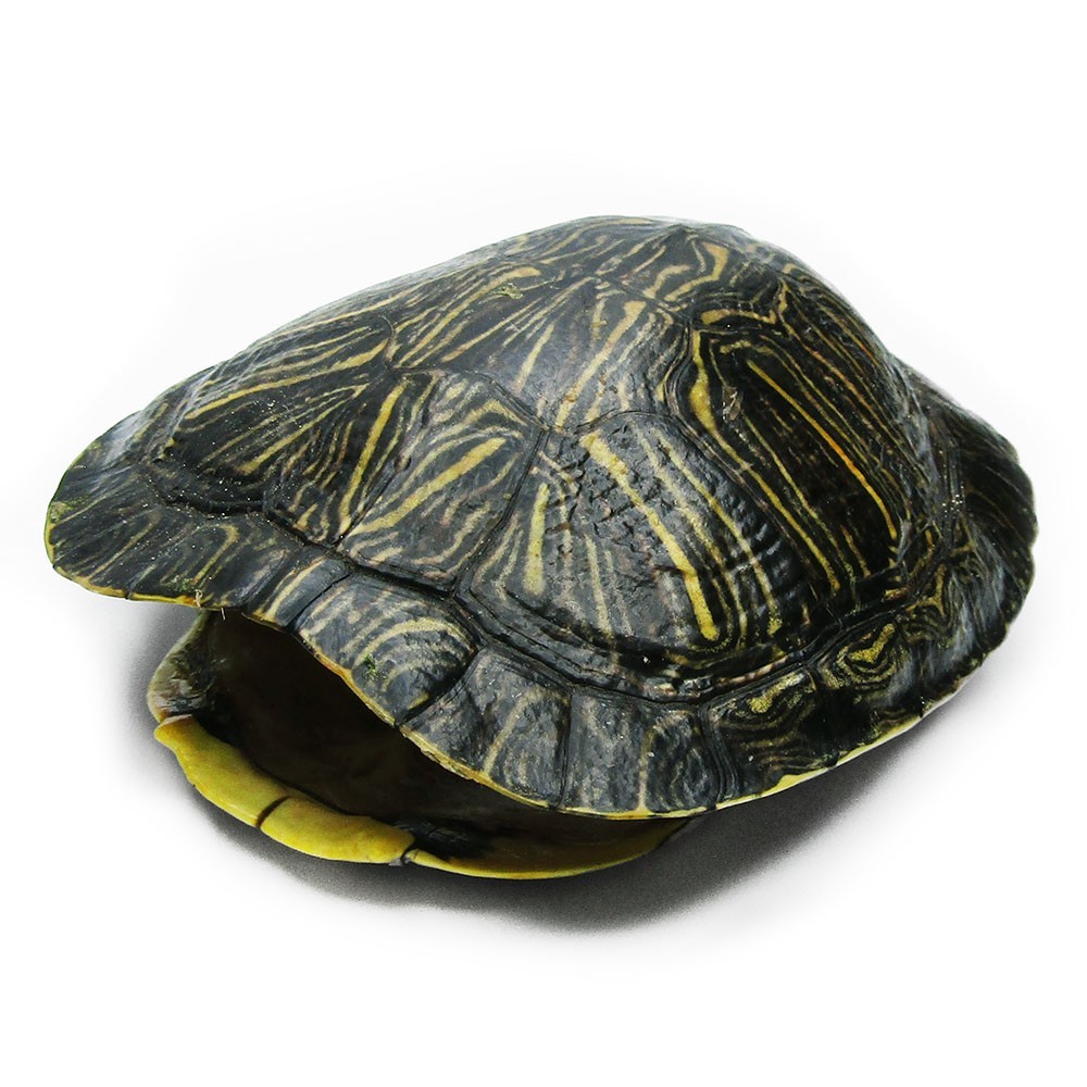 Red Eared Slider TURTLE shell preserved taxidermy specimen