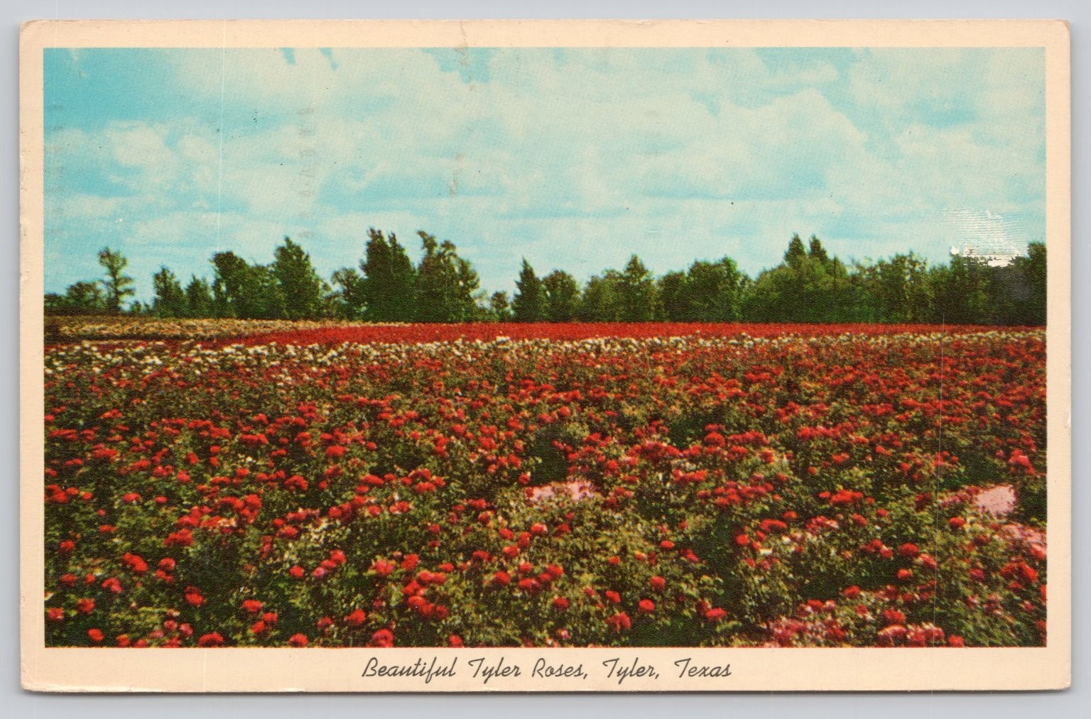 Vintage 1962 Tyler Texas Roses Postcard - Rose Capital of the World