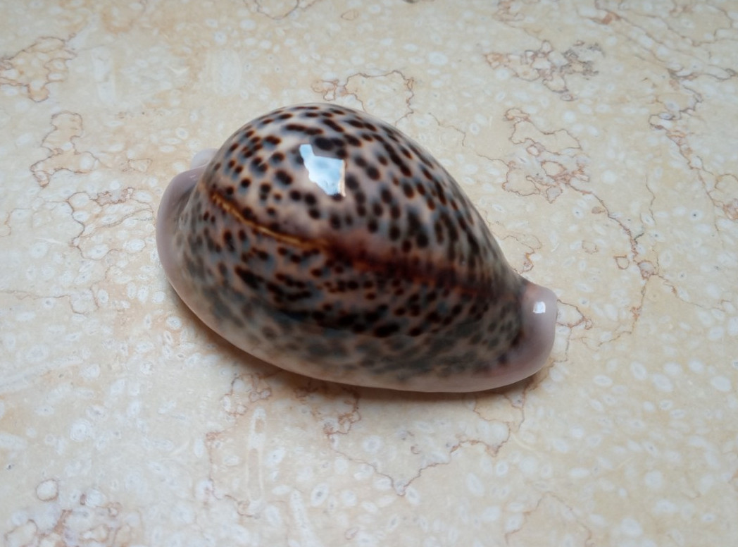 F cypraea pantherina red sea shell natural glossy WOW NICE colour 80.6 mm F++++