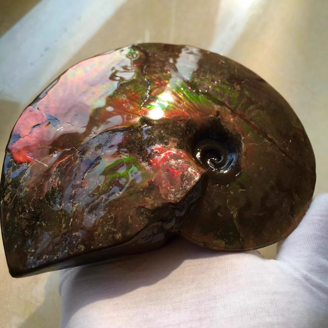 664g Natural rainbow ammolite fossil mineral specimen Crystal healing gift