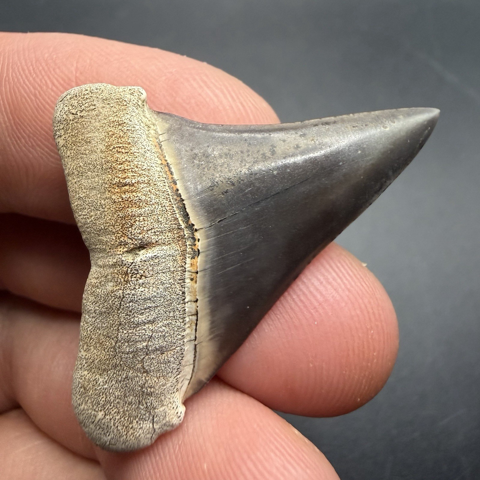 Peruvian Mako Shark Tooth 1.58” High Quality Shark Tooth