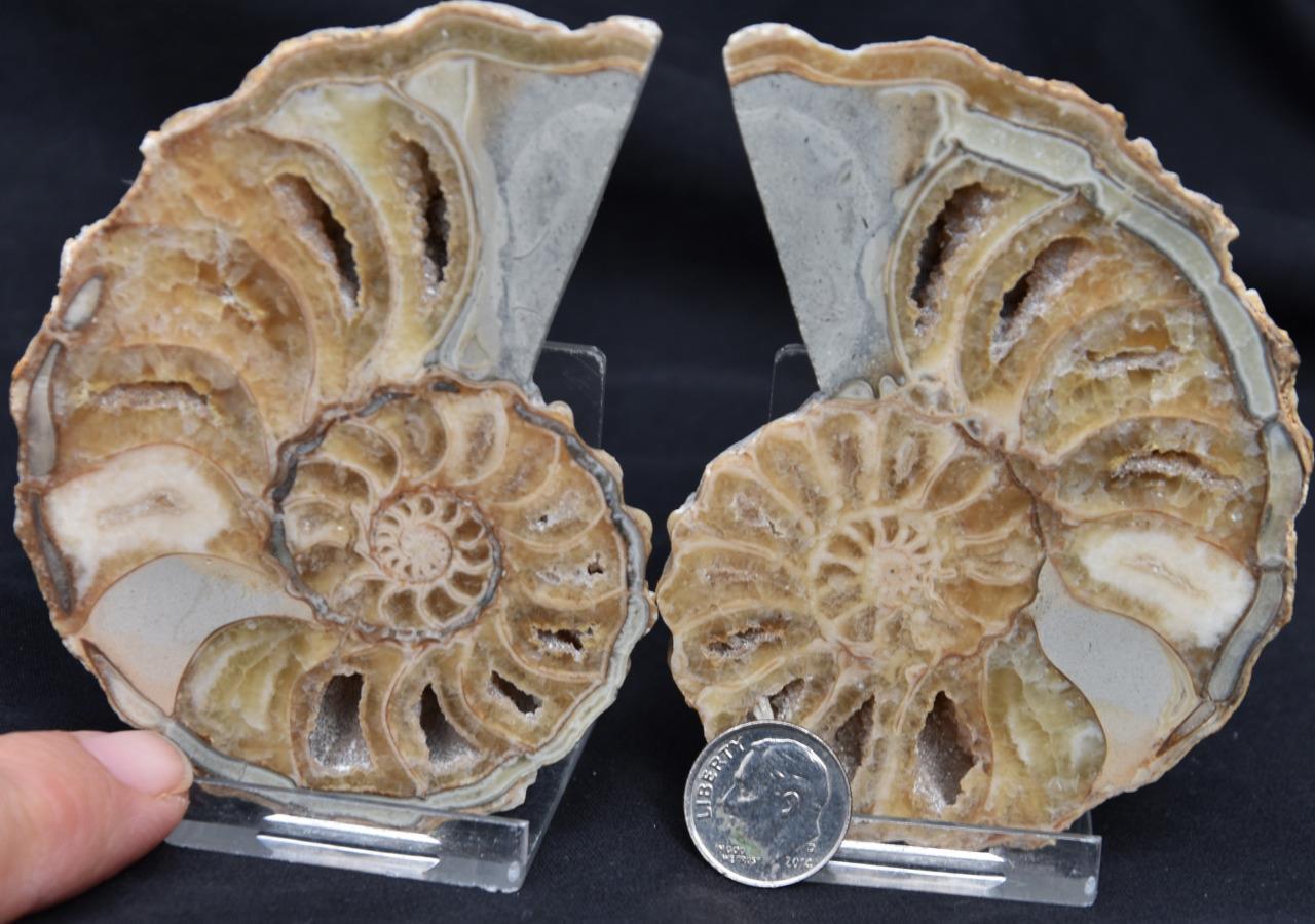 2200 RARE TEXAS PAIR Ammonite 320gm LG 3.7\
