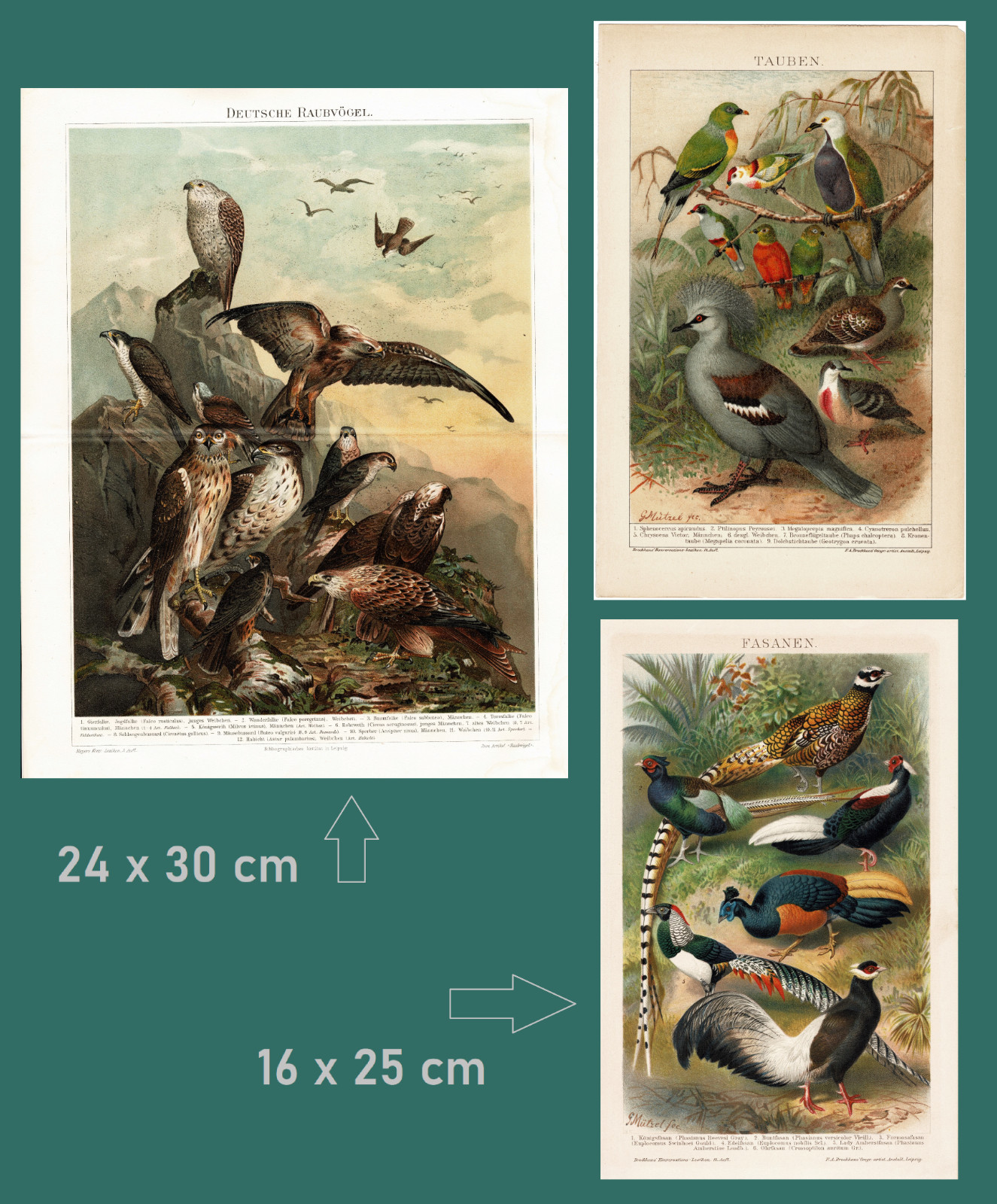 3 Antique Chromolithographs Birds Pigeons Pheasants Birds of Prey. c. 1895