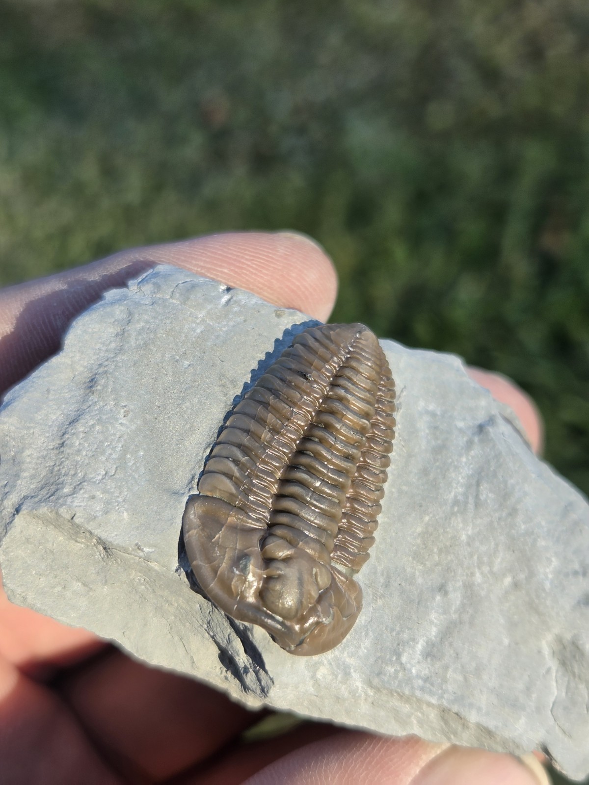Flexicalymene retrorsa Trilobite Fossil A Grade Mt Orab Ohio No Restoration