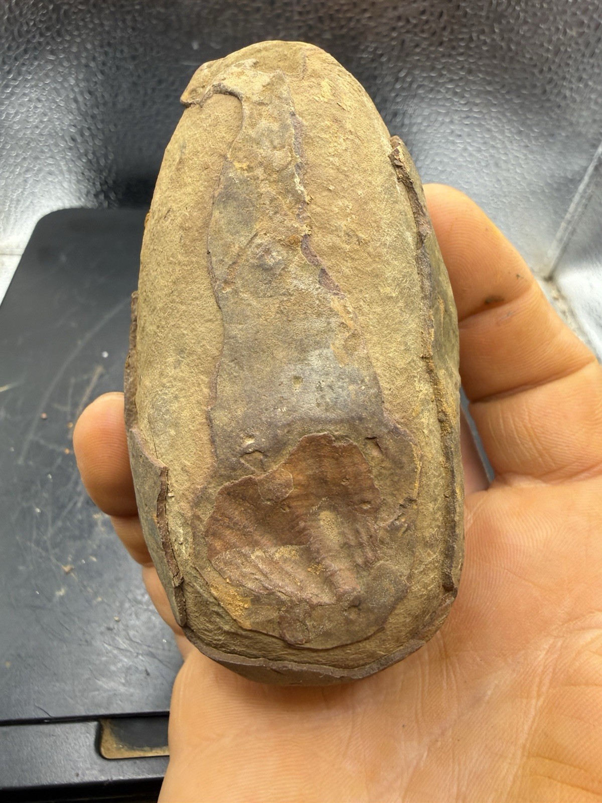 Fossilized Indiana Not Mazon Creek Siderite Possible Tully Monster 310 Grams