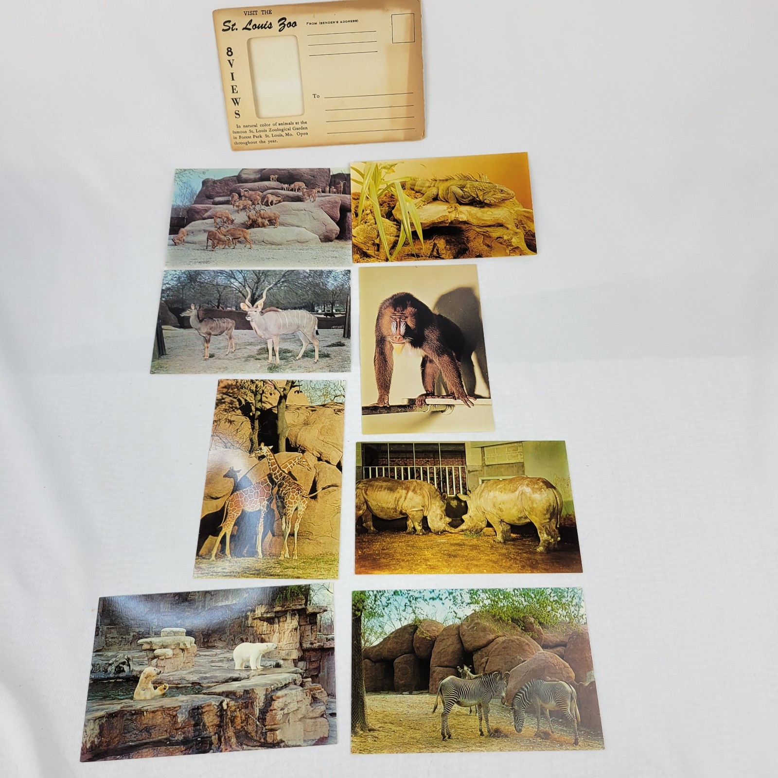 Vintage St Louis Zoo 8 View Postcard Lot Unused Animal Photos Missouri Souvenir