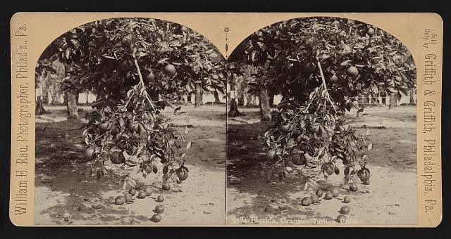 Photo:Florida Indian River Oranges 1892 Citrus Grove Stereoscopic View