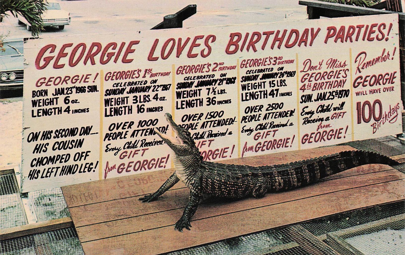 Everglades Florida Georgie Alligator Alley Andytown Florida Vtg Postcard I50