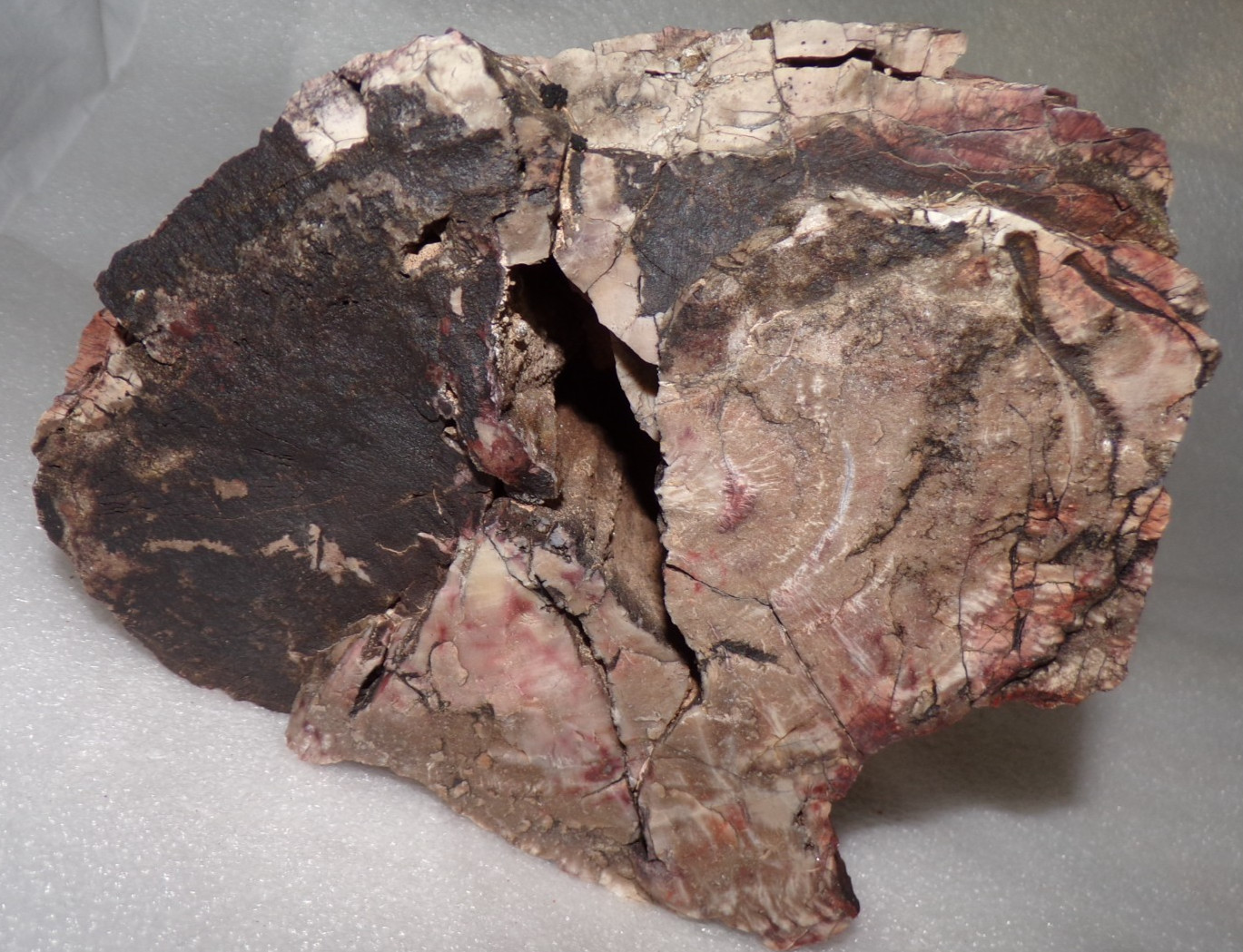 Large 9 Lb 7 oz Petrified Wood  North Eastern AZ w/Large Void for Display