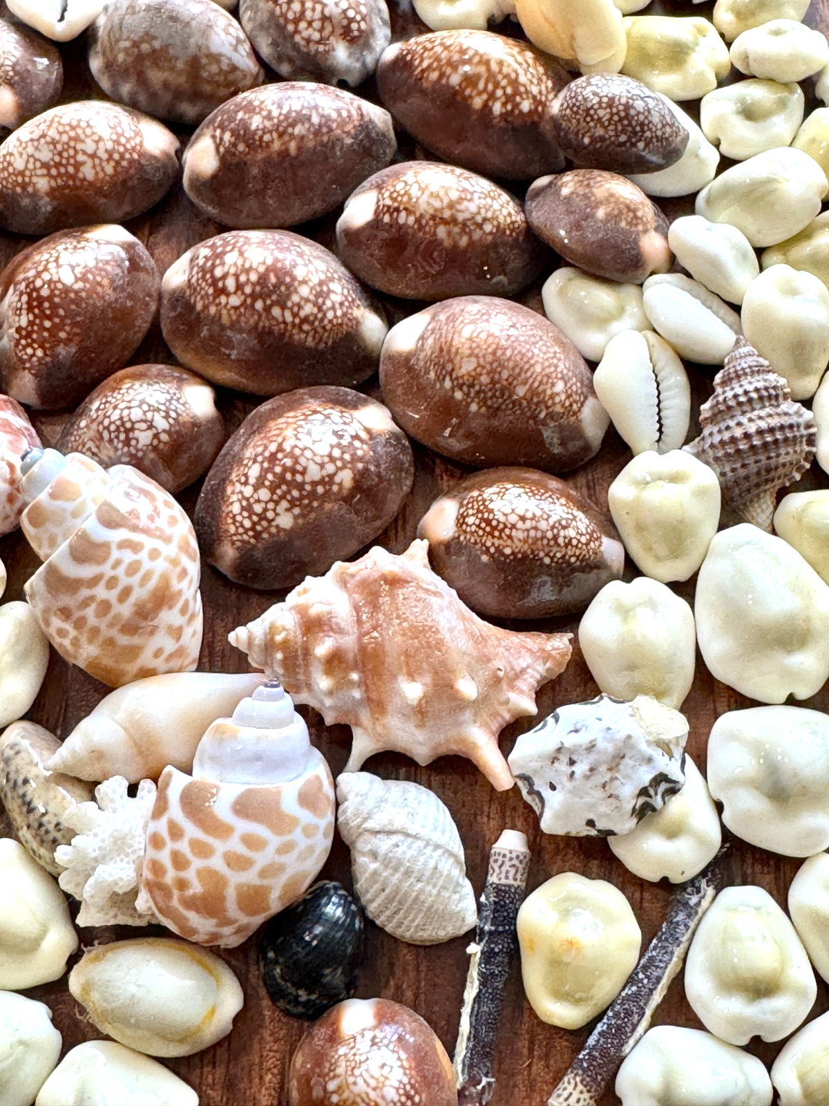 Vintage Seashell Lot Approx 115 Pieces Cowrie Shells Beach Crafts Coastal Decor