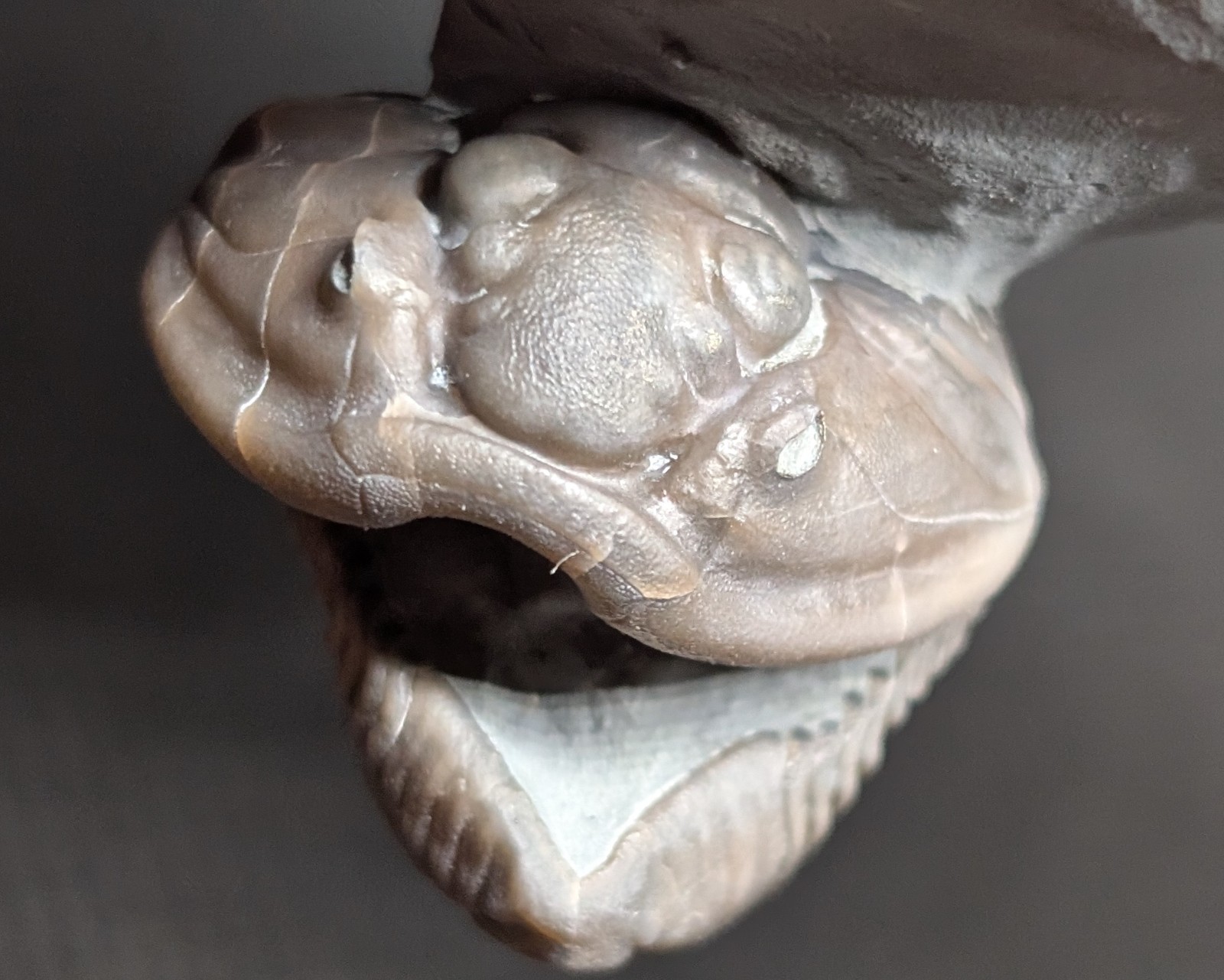 🇨🇦 SHIPPING - Flexicalymene retrorsa - Trilobite fossil from Ohio