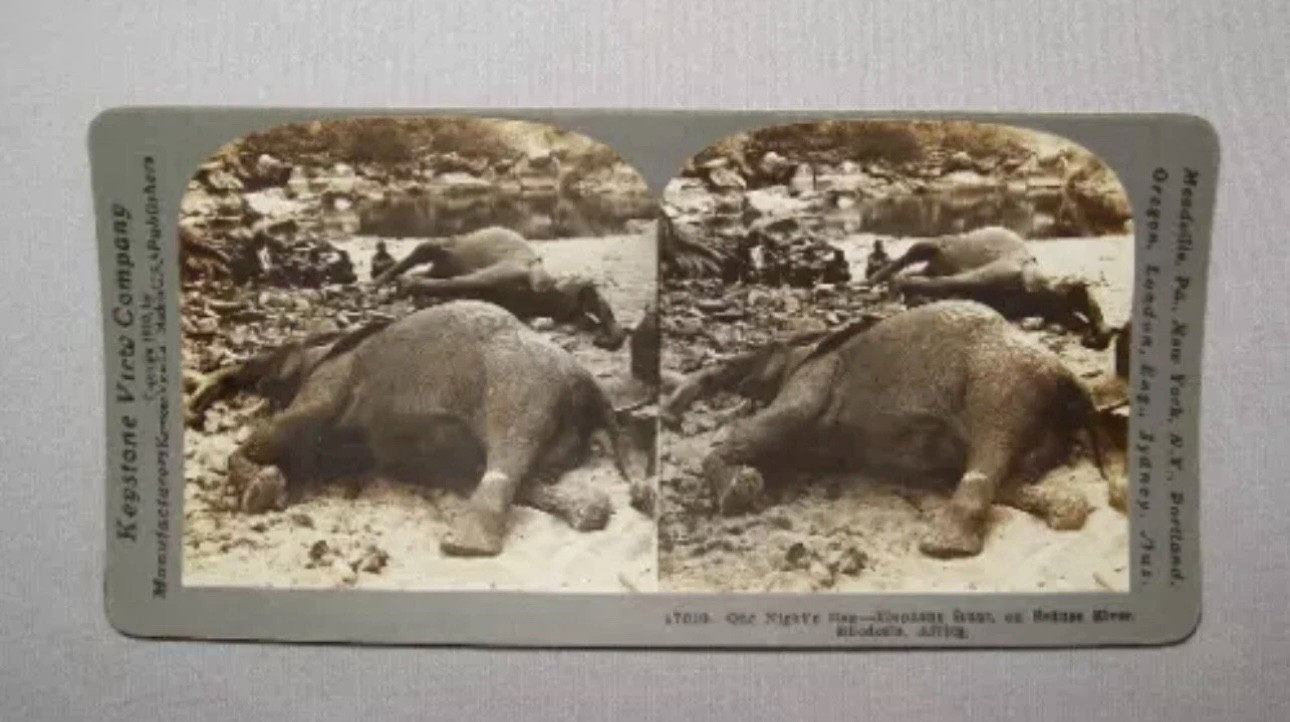 Antique Vtg 1910s Dead Elephants One Nights Bag Africa Stereoview Photo Card