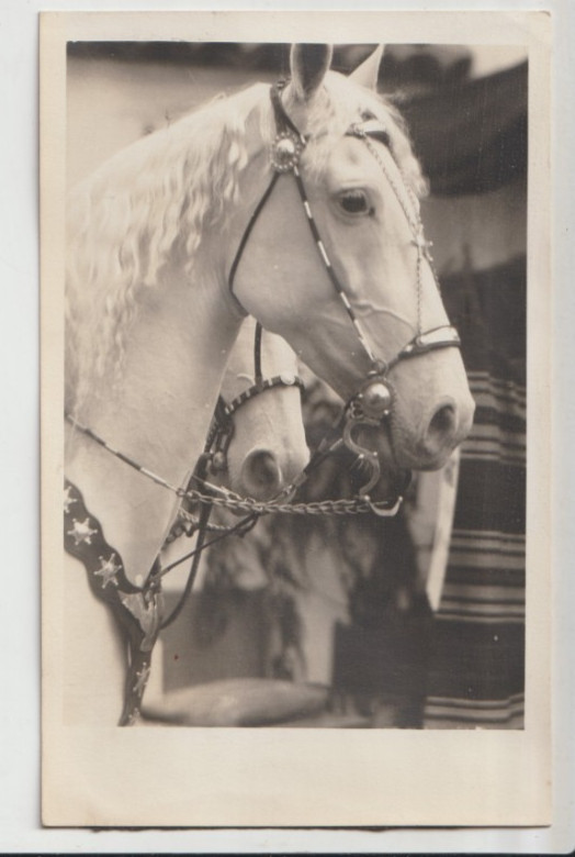 CREMELLO HORSE HANDSOME HEADSTUDY LA FIESTA DAYS CALIFORNIA Horse RPPC Postcard