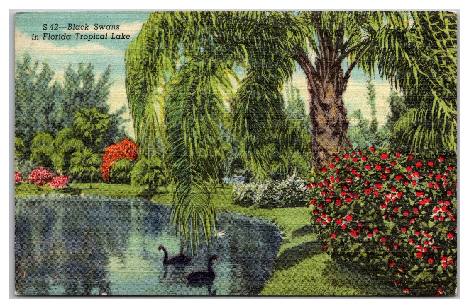 Black Swans In Florida Tropical Lake