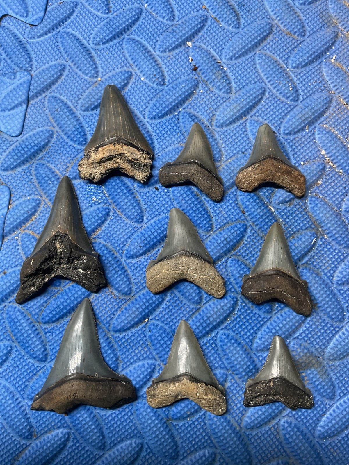 Lot of 9 Angustidens shark tooth fossil from SC